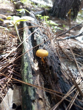 hongos del bosque