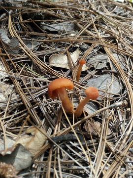 hongos del bosque