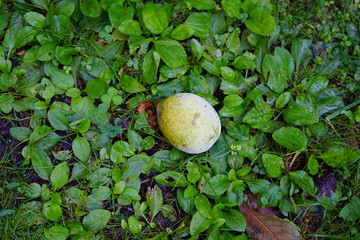 Fruit of the common pawpaw (asimina triloba) fallen from a tree 