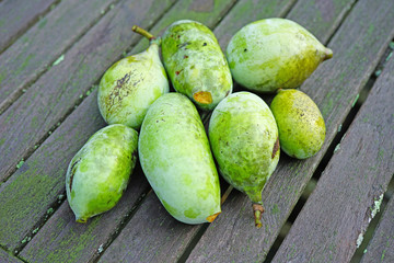 Ripe fruit of the common pawpaw (asimina triloba) 