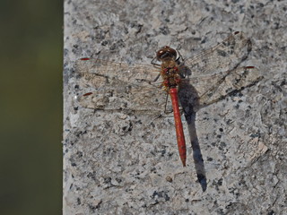 Red dragonfly insect landed on marble corner