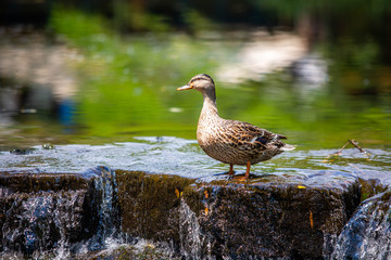 Cute duck on the edge of a river fall