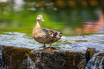 Cute duck on the edge of a river fall