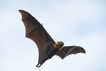 The bat flying on  blue sky