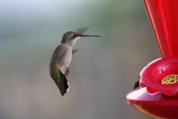 hummingbird in flight