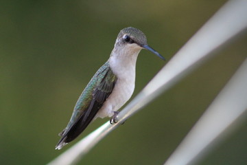 hummingbird on branch