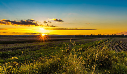 Bright golden sunset in late summer over farmlands in the black dirt region of Pine Island, New York