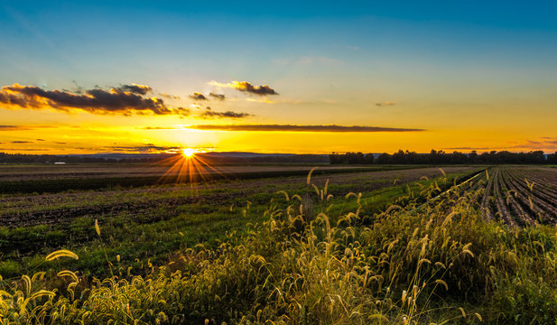 Bright Golden Sunset In Late Summer Over Farmlands In The Black Dirt Region Of Pine Island, New York