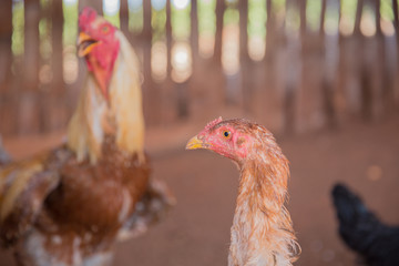 Chicken farm