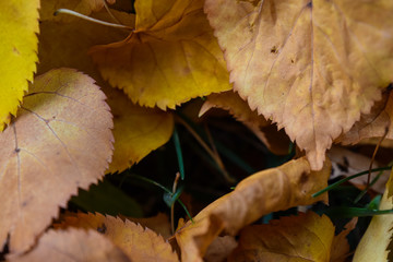 Autumn leaves