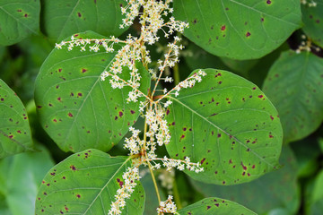 Small flowers and leaves