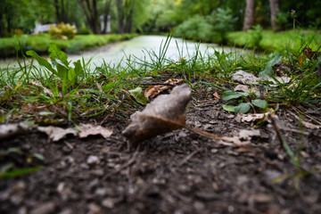 Dead leaves on the ground
