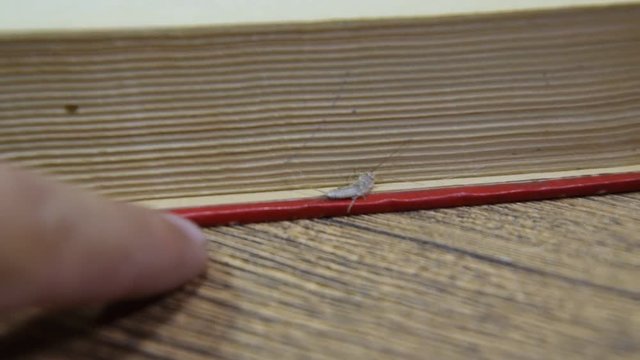 Insect feeding on paper - silverfish, thermobia. Pest books and newspapers.