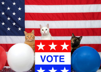 3 unique diverse cats sitting behind an election ballot box with VOTE on the front, red white blue...