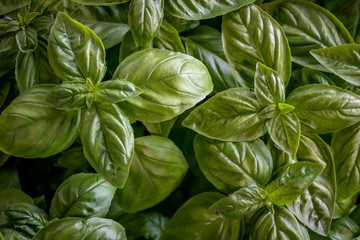 Farmer's Market Basil