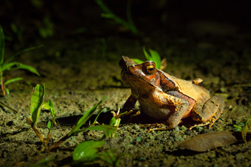 Frosch