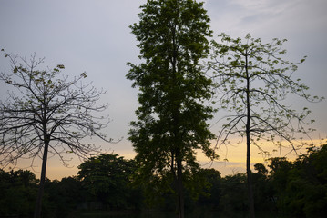 Silhouette trees at sundown