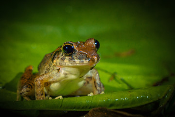 Frosch