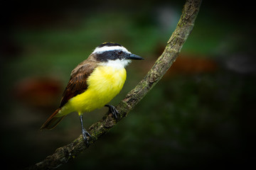 Fototapeta premium flycatcher