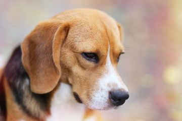 Headshot portrait of beagle dog.