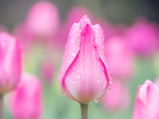 雨に濡れたチューリップ