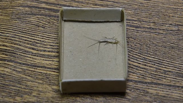 Insect feeding on paper - silverfish. Pest books and newspapers. Lepismatidae, Thermobia domestica.