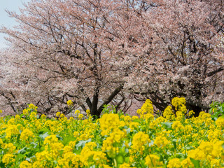 Naklejka premium 桜と菜の花