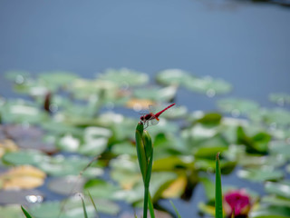 水辺の赤とんぼ