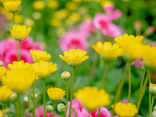 クリサンセマム ムルチコーレ