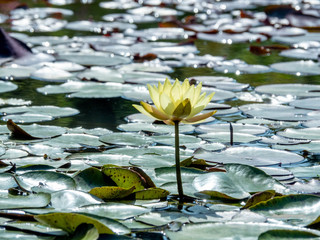 黄色いスイレン