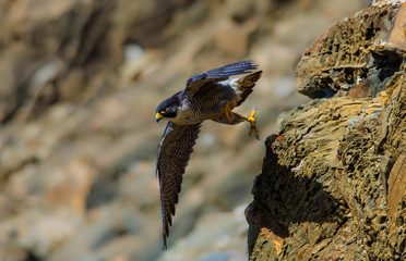 Falcão peregrino em acção