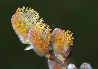 Pussy willow catkins © Tom