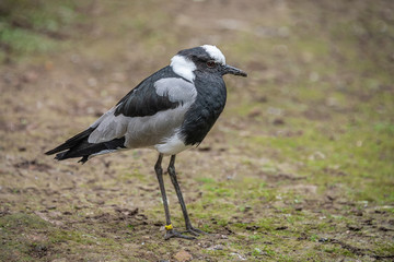 A blacksmith plover standing on clear ground. The portrait of this black and white bird is facing right 