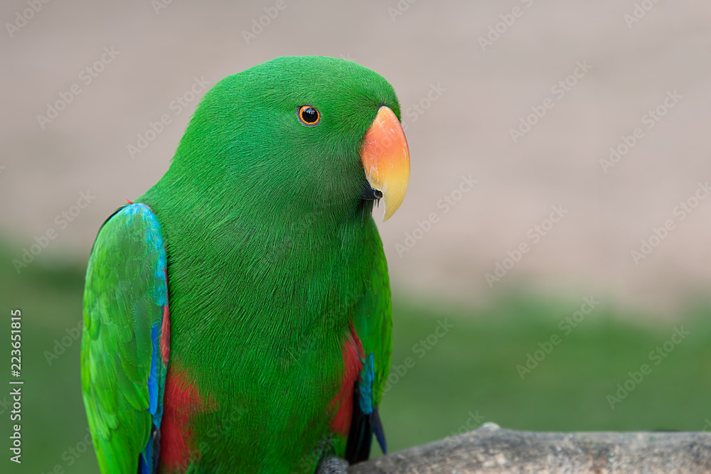 Poster a close up half length portrait of an eclectus parrot with vibrant colors. the exotic bird is facing