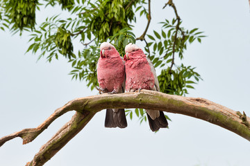 looking slightly up at a pair of red breasted cockatoo sitting close together on a branches if in...