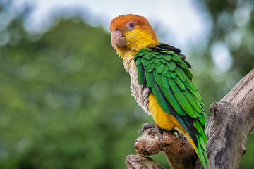 a close up of a green thighed parrot also known as a white bellied parrot perched on a branch and staring slightly to the left