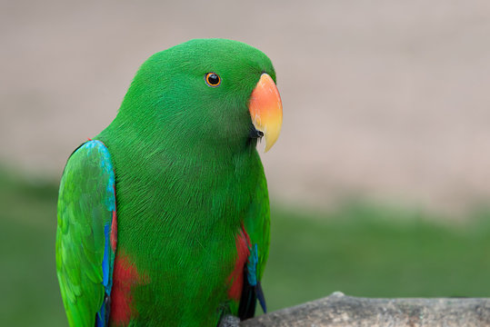 A close up half length portrait of an eclectus parrot with vibrant colors. The exotic bird is facing to the right