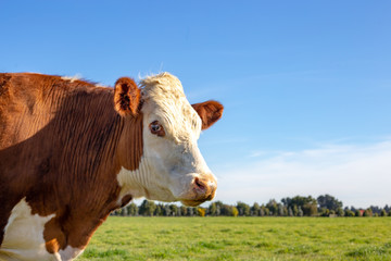 A brown and white hereford steer in a farm field in spring with green grass and blue skies