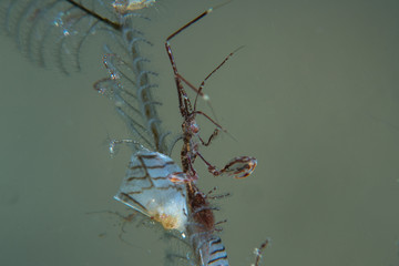 Skeleton Shrimp - Caprella sp 