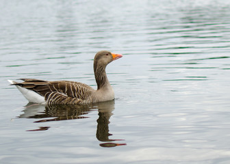 Fototapeta premium Greylag Goose floating in water reflection