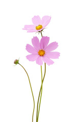 cosmos flower