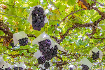 山梨県勝沼ぶどう郷のぶどう棚