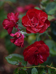 Red Shrub Roses with Rain Drops