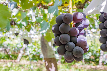 山梨県勝沼ぶどう郷のぶどう棚