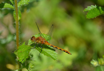 Close up of a Meadowhawk dragonfly