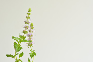 スペアミントの花     © tamayura39