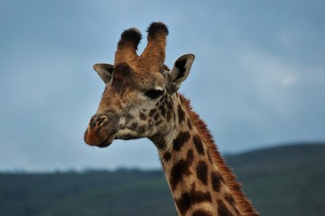 portrait of a giraffe