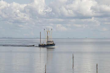Fishing boat is emptying the nets, placed along the Aflsluitdijk in a calm peacfull IJsslemeer