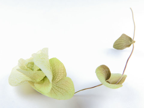 High Angle View Of Beautiful Dry Green Flowers Isolated On White Background. Natural Subject.Dry Plants Can Be Used As Decorations.