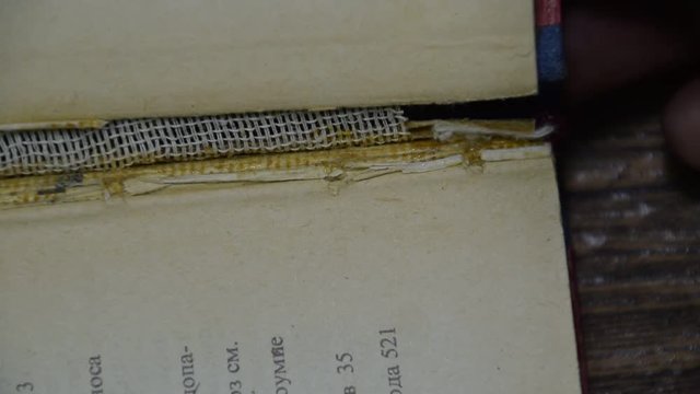 Insect feeding on paper - silverfish. Pest books and newspapers. Lepismatidae, Thermobia domestica.